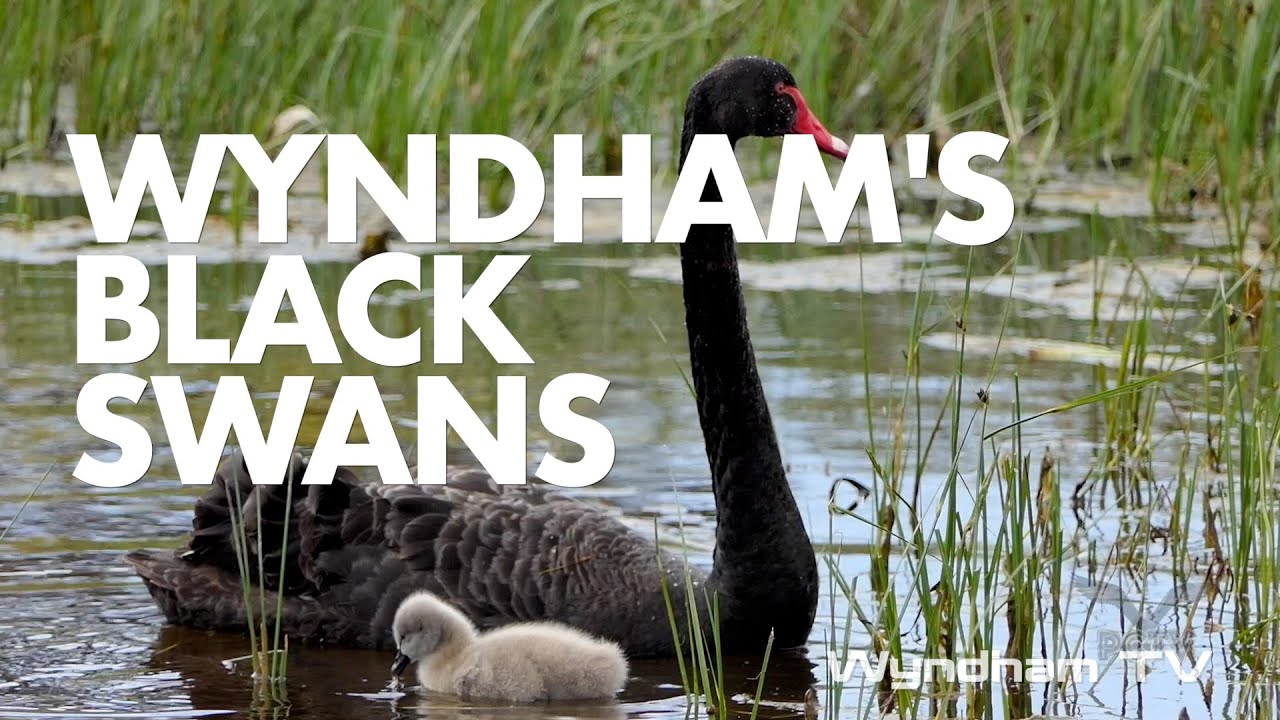 Black Swans of Wyndham - YouTube