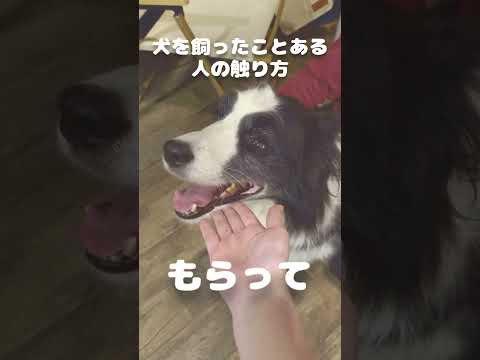 犬を好きな人は絶対に見て知って欲しいこと#犬 #ボーダーコリー #かわいい動物 #かわいい犬 #dog