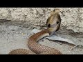      cobra snake rescue