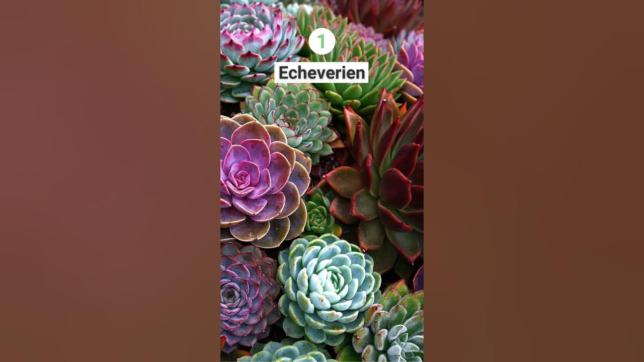 5 Pflanzen mit fleischigen Blättern YouTube