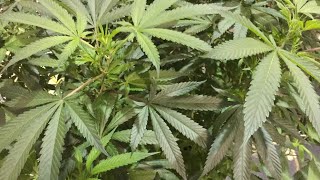 Columbus' second medicinal marijuana dispensary set to open