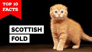 Scottish Fold  Top 10 Facts