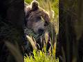 Bear Necessities 😌 #Grizzly #Nap #outdoors #survival #wilderness #wildanimals #animals #kodiak