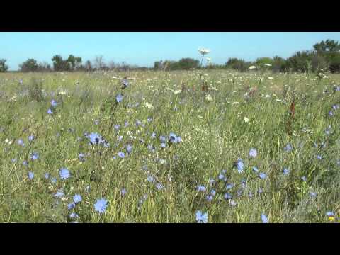 Don steppe, flowers .. Донская степь, цветы