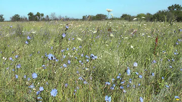 Don steppe, flowers .. Донская степь, цветы