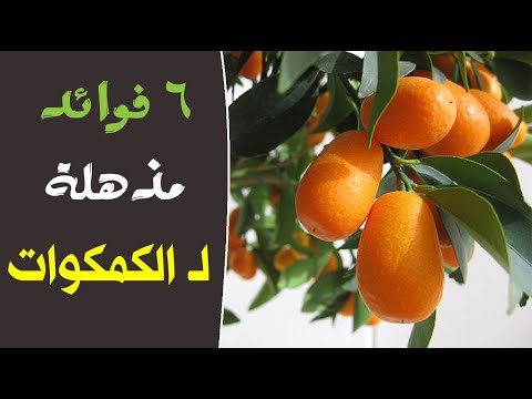 فيديو: خصائص رائعة من برتقال ذهبي. ما هو هذا النبات ، ما هو استخدامه؟