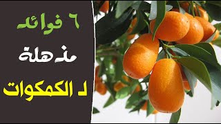 6 فوائد مذهلة لـ الكمكوات !