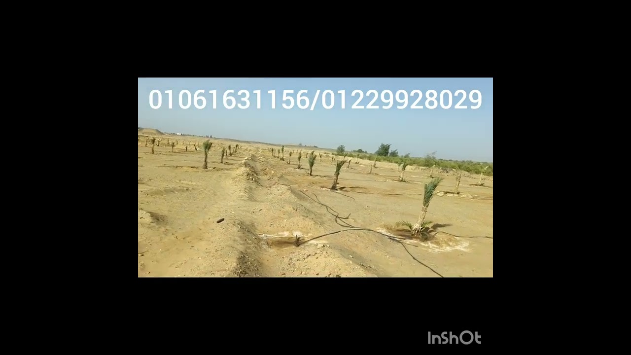 الواحات البحريه قريه منديشه بالاخص