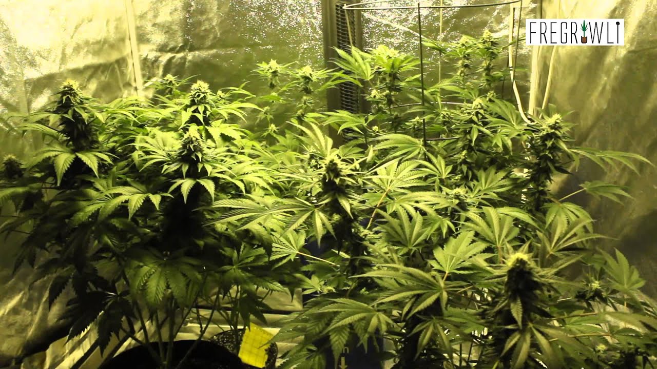 Week 5 Flower   Pineapple Express + Sharksbreath + Kosher Tangie Clones