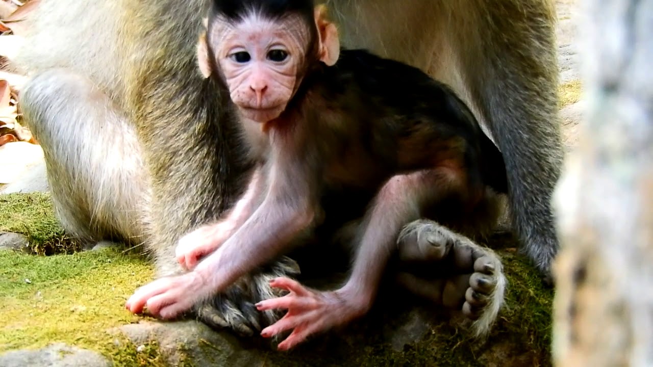 cute monkey pics Queen's mother Valentin but Queen Don't 1 brea5tfeed Valentin,some time take her hand stop feeding,