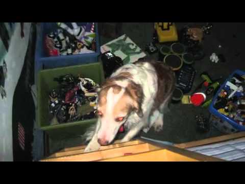 Pets.m4v