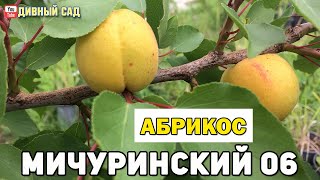 Абрикос Мичуринский 06. Первый год плодоношения.