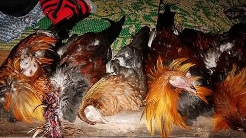 Yos hav zoov tua qaib qus