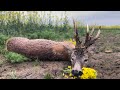 Medal Class Roebuck Hunting - Jagd für grosse abnorme Böcke