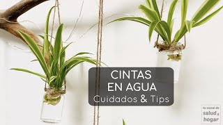 Plantas que puedes cultivar en agua - Cintas