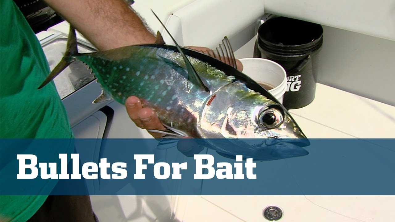 How To Catch Fresh Bait - Florida Sport Fishing TV - Bullet Bonito