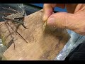 Hand Feeding a Tailless Whip Scorpion