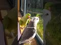 Parrot asks "What are you doing?"🤣#parrot #funnyanimals #birds