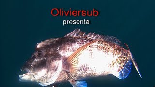 RELAX oliviersub