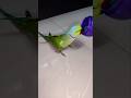 Parrot talking Mitthu 🥰 ♥️ 🦜
