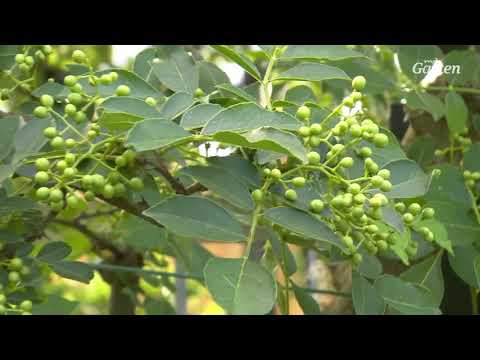 Video: Pfefferblätter werden braun - Was tun für eine Pfefferpflanze mit braunen Blättern?