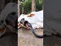 #shorts #shortvideos #youtubeshorts #reels