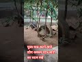 कछुआ कावीडियो#पूजा पाठ करने वाले लोग साथ बातों का अवश्य ध्यान रखें#shortsfeed #ytshorts #shortvideo