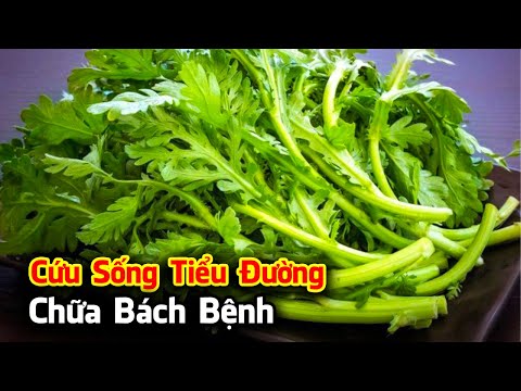 Video: Rau Bất Thường Yacon. Đặc Tính Chữa Bệnh