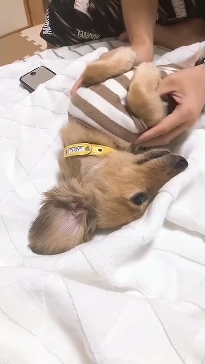 足ピーン犬 Youtube