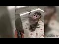 Топ Подборка СМЕШНЫЕ ОБЕЗЬЯНЫ, смешное видео про обезьян, Funny Monkey Videos