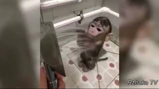 Топ Подборка СМЕШНЫЕ ОБЕЗЬЯНЫ, смешное видео про обезьян, Funny Monkey Videos