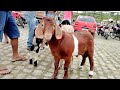 FEIRA DO BODE JOÃO ALFREDO PERNAMBUCO