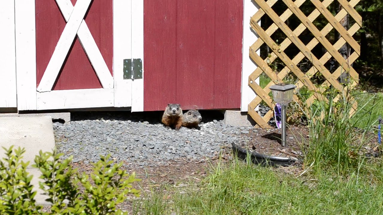 Groundhogs Living Under My Shed: Curious Animals Poke Their Heads Out ...