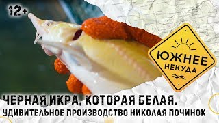 ЧЕРНАЯ ИКРА, КОТОРАЯ БЕЛАЯ. УДИВИТЕЛЬНОЕ ПРОИЗВОДСТВО НИКОЛАЯ ПОЧИНОК