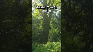 Talking Tree At Efteling