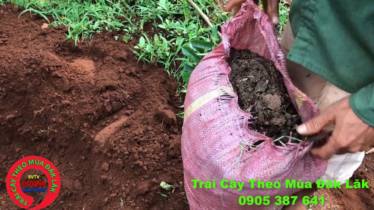 Kỹ Thuật Trồng Cà Phê Giống Tr4 Mới Nhất