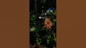 سلام على نوح في العالمين ..فما ظَنُّـكُم بِـربِّ العالمين🌼#ياسر_ممدوح #سورة_الصافات #quran #islamic