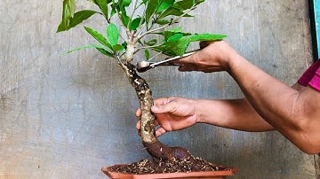 Uốn cây Lộc vừng bonsai tông cao hết sức đơn giản