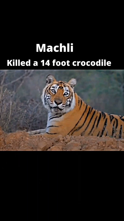 4 most feared tigers in the history #viral #shorts #youtube #video