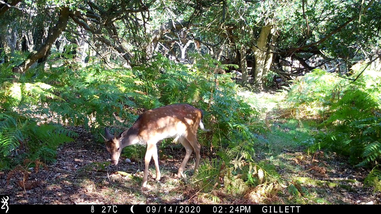Fallow Deer in the New Forest - mid September 2020
