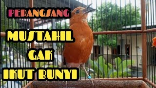 Download Lagu Anis Merah Gacor Juara Nasional MP3