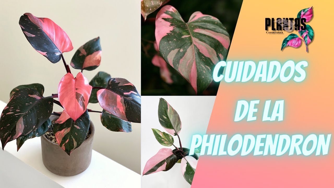 COMO CUIDAR LA PLANTA PHILODENDRON PINK PRINCESS, TODO SOBRE EL CUIDADO ...