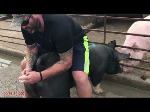Video: Cum Se Administrează Injecții Animalelor