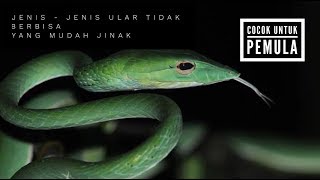 JANGAN TAKUT!! JENIS - JENIS ULAR TIDAK BERBISA YANG COCOK DIPELIHARA PECINTA REPTIL PEMULA