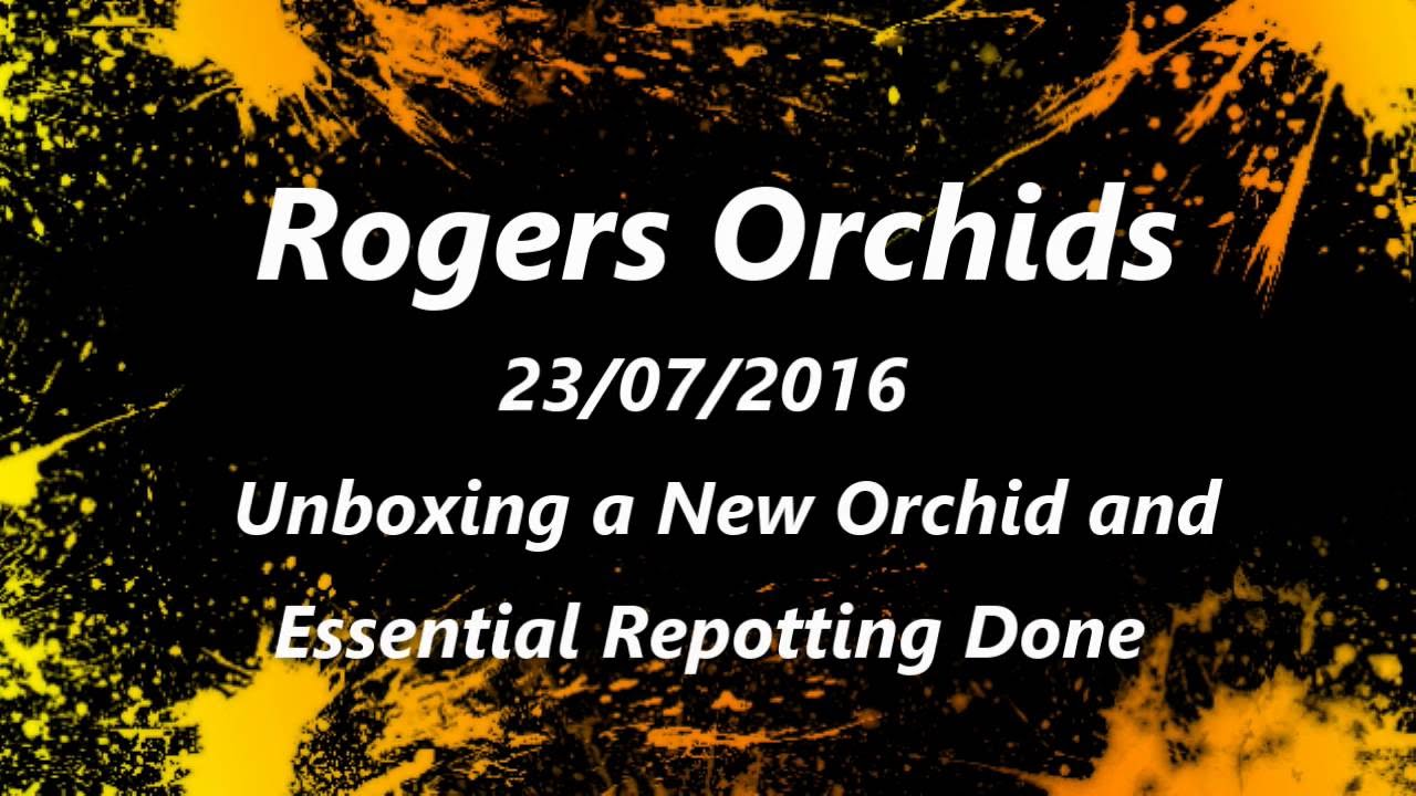 Unboxing a New Orchid 