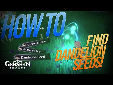 Dandelion Seeds Location in Genshin Impact - YouTube