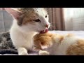 Mom Cat Washes her Tiny Kitten Son!