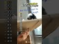 #funny #cats