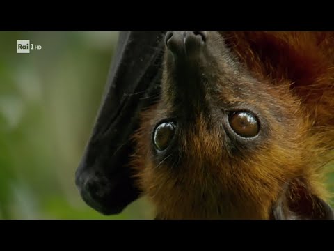 Video: Differenza Tra Pipistrelli E Uccelli
