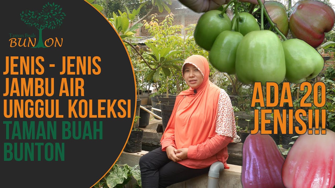 Jenis Jambu Air Unggul Koleksi Taman Buah Bunton | #JambuAirSeries